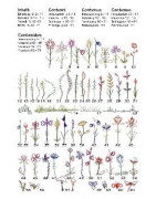 Blütengrüsse mit 2 paaren